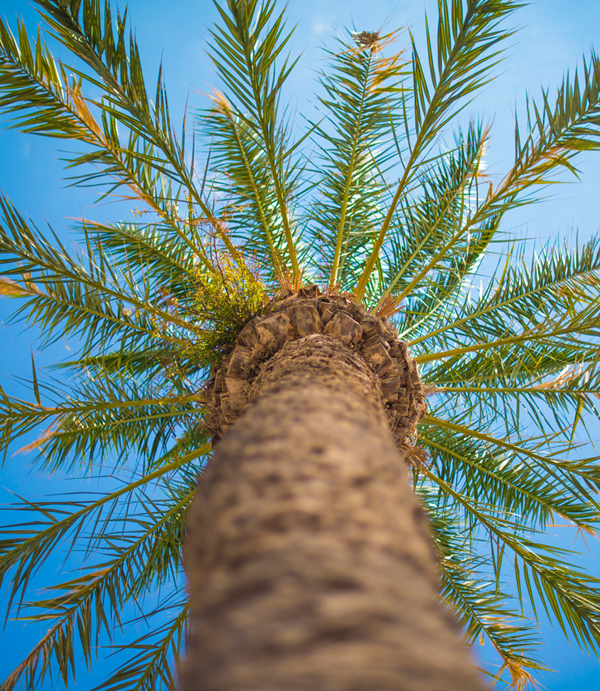 Palm Tree